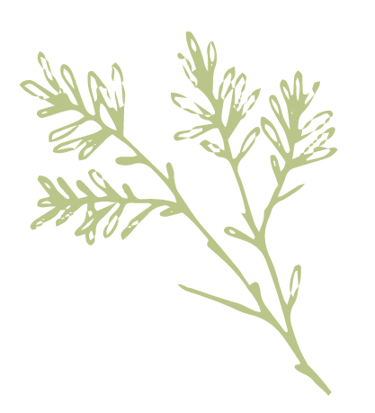 TreeBranch